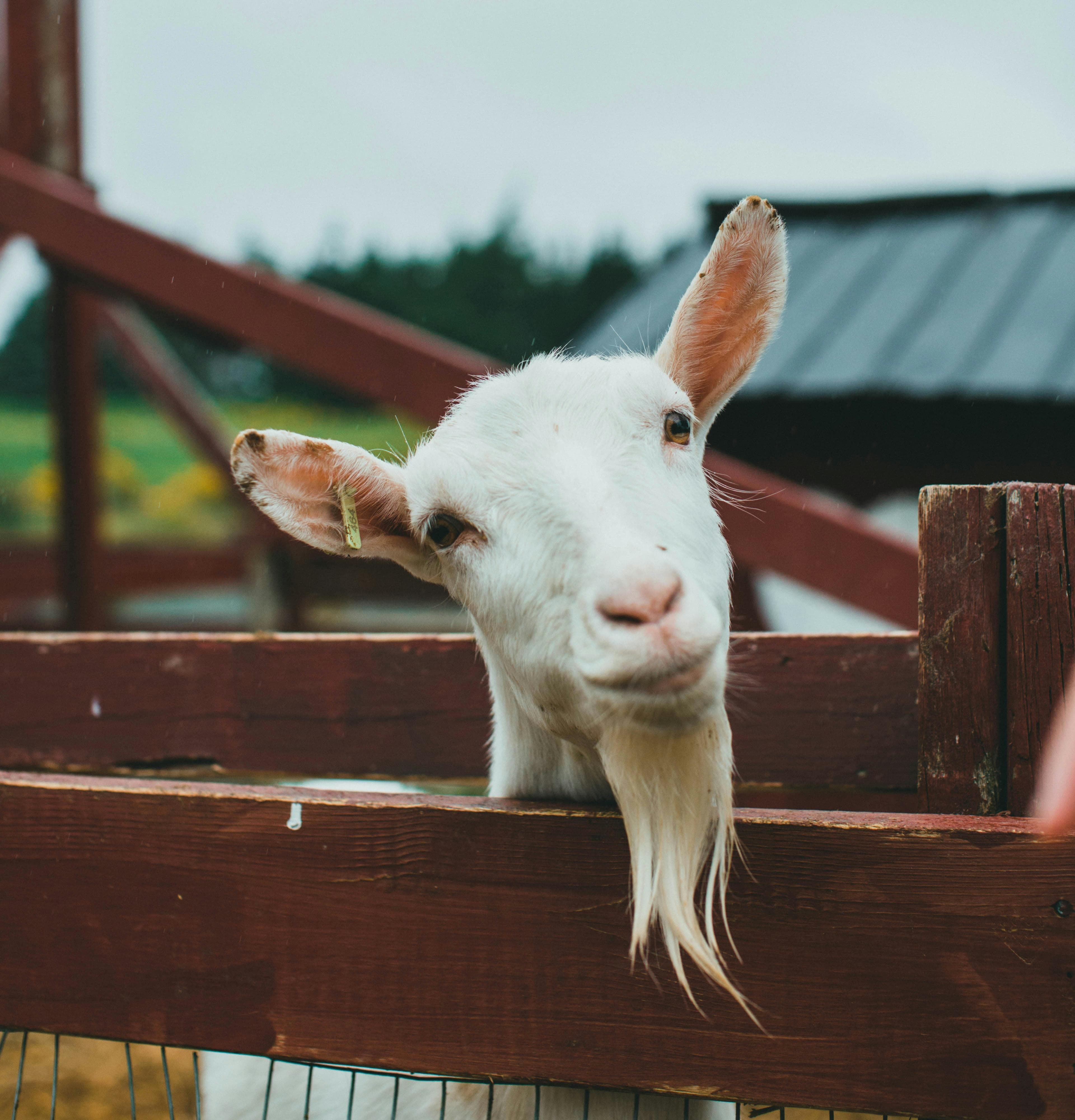Chèvres de La Ferme en Folie